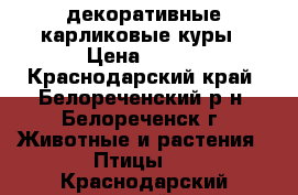 декоративные карликовые куры › Цена ­ 350 - Краснодарский край, Белореченский р-н, Белореченск г. Животные и растения » Птицы   . Краснодарский край